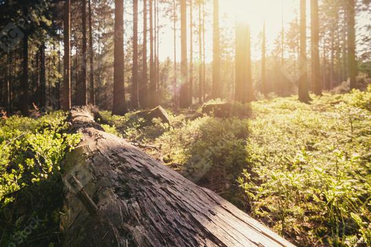 Forest in spring with beautiful bright sun light  : Stock Photo or Stock Video Download rcfotostock photos, images and assets rcfotostock | RC Photo Stock.:
