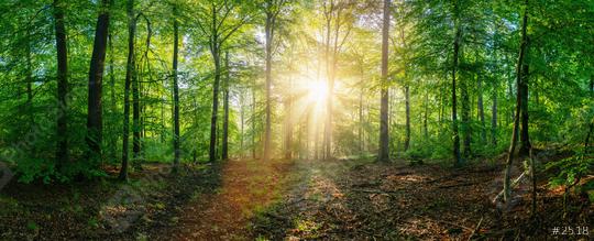 Forest panorama at sunrise   : Stock Photo or Stock Video Download rcfotostock photos, images and assets rcfotostock | RC Photo Stock.: