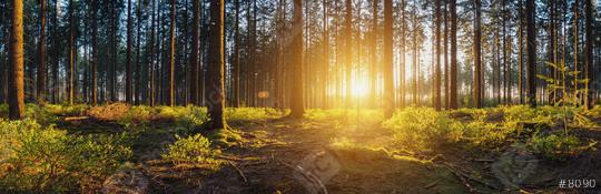 Forest panorama with sunsetlight  : Stock Photo or Stock Video Download rcfotostock photos, images and assets rcfotostock | RC Photo Stock.: