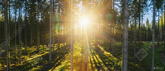 Forest panorama with sunsetlight - aerial drone shot  : Stock Photo or Stock Video Download rcfotostock photos, images and assets rcfotostock | RC-Photo-Stock.:
