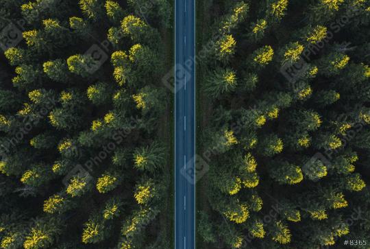 Forest Road drone view  : Stock Photo or Stock Video Download rcfotostock photos, images and assets rcfotostock | RC Photo Stock.: