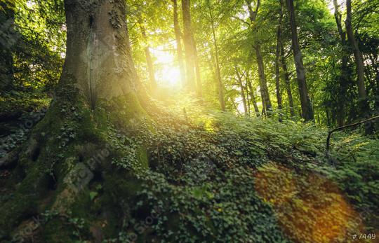 forest tree with illuminating sunlight at the morning  : Stock Photo or Stock Video Download rcfotostock photos, images and assets rcfotostock | RC Photo Stock.: