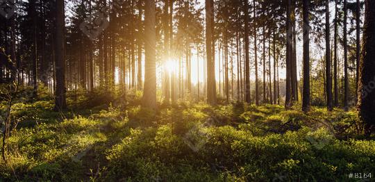 forest trees backlight by golden sunlight before sunset with sun rays   : Stock Photo or Stock Video Download rcfotostock photos, images and assets rcfotostock | RC Photo Stock.: