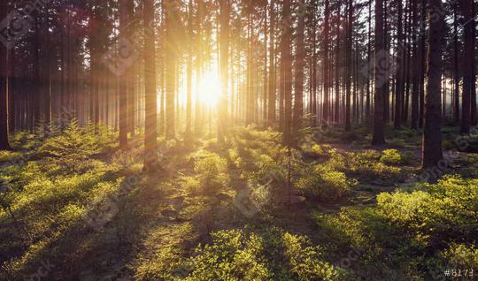 forest trees nature green wood sunlight view  : Stock Photo or Stock Video Download rcfotostock photos, images and assets rcfotostock | RC Photo Stock.: