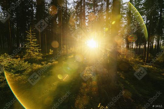 forest trees nature green wood sunlight view with fun flares  : Stock Photo or Stock Video Download rcfotostock photos, images and assets rcfotostock | RC Photo Stock.: