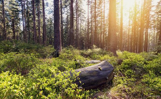Forest view with bright sunlight  : Stock Photo or Stock Video Download rcfotostock photos, images and assets rcfotostock | RC Photo Stock.: