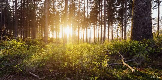 Forest with beautiful bright sun rays  : Stock Photo or Stock Video Download rcfotostock photos, images and assets rcfotostock | RC Photo Stock.: