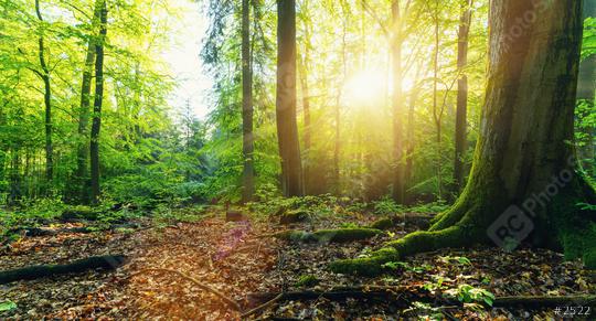Forest with golden sun rays  : Stock Photo or Stock Video Download rcfotostock photos, images and assets rcfotostock | RC Photo Stock.: