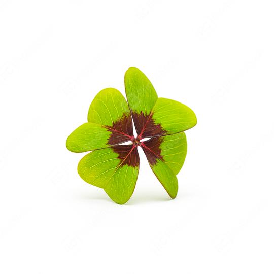 Four-leaf clover  : Stock Photo or Stock Video Download rcfotostock photos, images and assets rcfotostock | RC Photo Stock.: