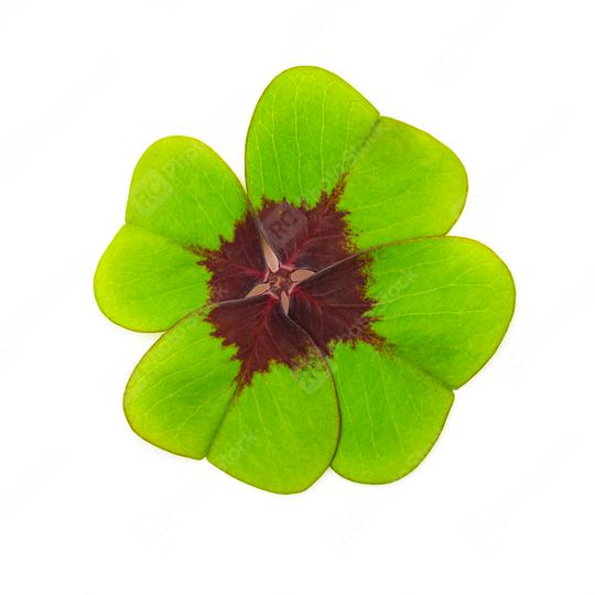 Four-leaf clover  : Stock Photo or Stock Video Download rcfotostock photos, images and assets rcfotostock | RC Photo Stock.: