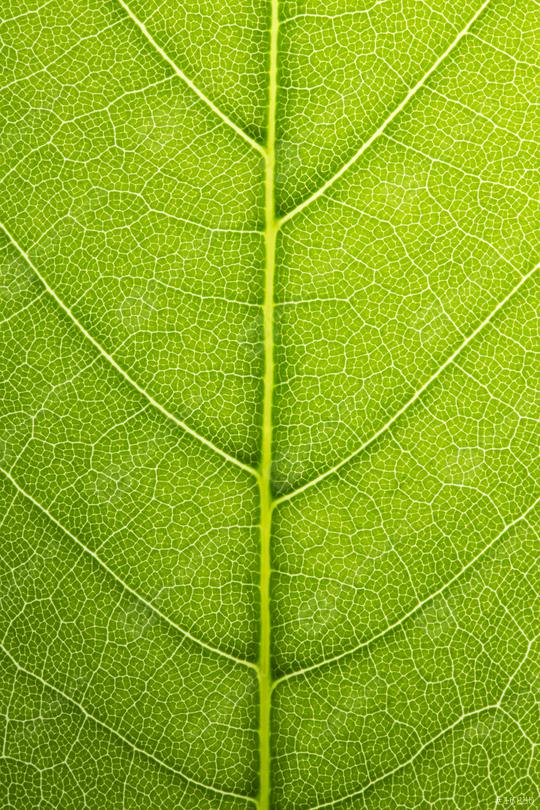 Fresh green leaves shaping background  : Stock Photo or Stock Video Download rcfotostock photos, images and assets rcfotostock | RC Photo Stock.: