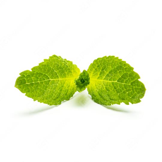 fresh mint isolated on white  : Stock Photo or Stock Video Download rcfotostock photos, images and assets rcfotostock | RC Photo Stock.: