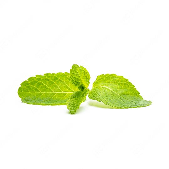 fresh mint leaf  : Stock Photo or Stock Video Download rcfotostock photos, images and assets rcfotostock | RC Photo Stock.: