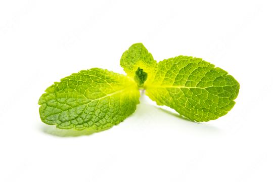 fresh mint leaf on white  : Stock Photo or Stock Video Download rcfotostock photos, images and assets rcfotostock | RC Photo Stock.: