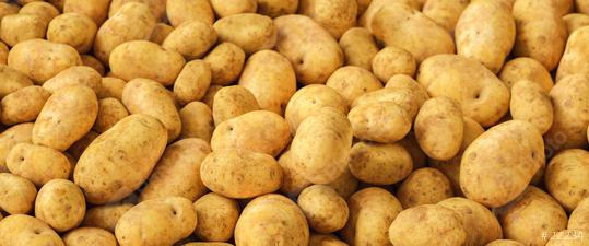 Fresh organic young potatoes sold on market  : Stock Photo or Stock Video Download rcfotostock photos, images and assets rcfotostock | RC Photo Stock.: