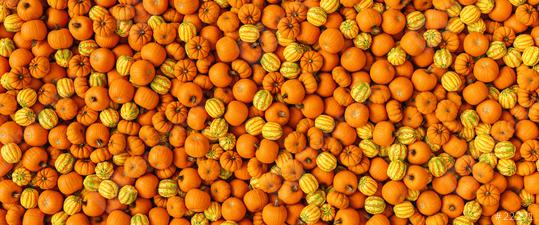 fresh pumpkins as a background, banner size  : Stock Photo or Stock Video Download rcfotostock photos, images and assets rcfotostock | RC Photo Stock.: