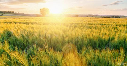 fresh Wheat flied with tree at sunset with clouds, agriculture concept image  : Stock Photo or Stock Video Download rcfotostock photos, images and assets rcfotostock | RC Photo Stock.: