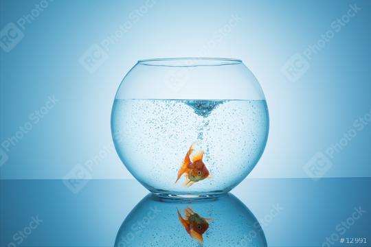 frightened goldfish in a fishbowl  : Stock Photo or Stock Video Download rcfotostock photos, images and assets rcfotostock | RC Photo Stock.: