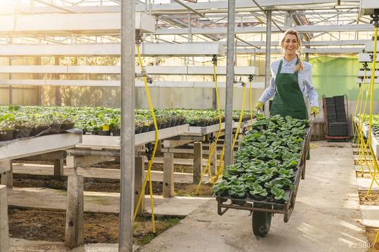 gardener woman carries flowers in a trolley with palettes of young primrose flowers the nursery or garden center  : Stock Photo or Stock Video Download rcfotostock photos, images and assets rcfotostock | RC Photo Stock.: