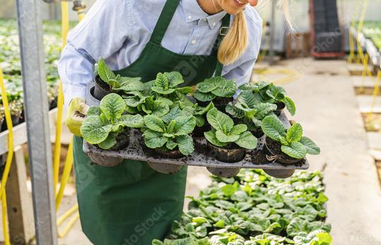 gardener woman carrying palette with young primrose flowers the nursery or garden center  : Stock Photo or Stock Video Download rcfotostock photos, images and assets rcfotostock | RC Photo Stock.: