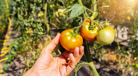 Gardening and agriculture concept. Woman farm worker hands picking fresh ripe organic tomatoes. Greenhouse produce. Vegetable food production. Tomato growing in greenhouse  : Stock Photo or Stock Video Download rcfotostock photos, images and assets rcfotostock | RC Photo Stock.: