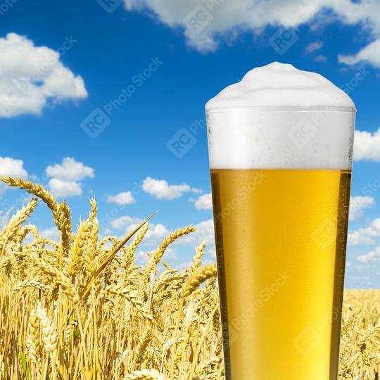 Glass of beer against wheat field  : Stock Photo or Stock Video Download rcfotostock photos, images and assets rcfotostock | RC Photo Stock.: