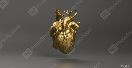 Gold Anatomical human Heart. Anatomy and medicine concept image.  : Stock Photo or Stock Video Download rcfotostock photos, images and assets rcfotostock | RC-Photo-Stock.: