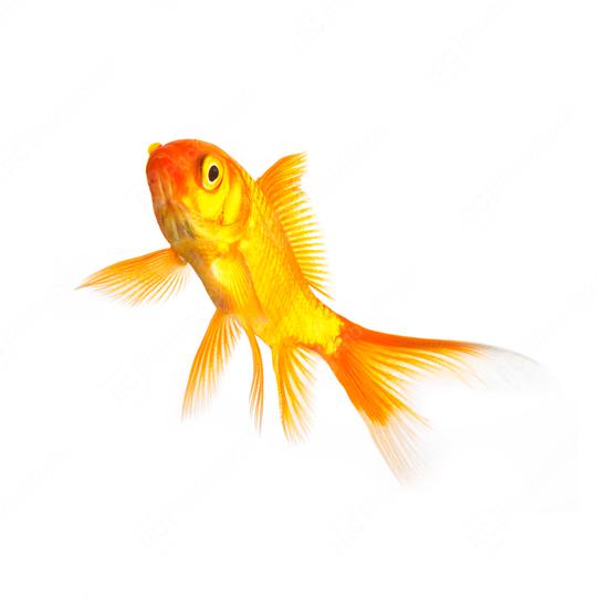 gold fish  : Stock Photo or Stock Video Download rcfotostock photos, images and assets rcfotostock | RC Photo Stock.: