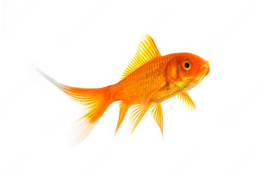 Gold fish (Carassius auratus)  : Stock Photo or Stock Video Download rcfotostock photos, images and assets rcfotostock | RC-Photo-Stock.: