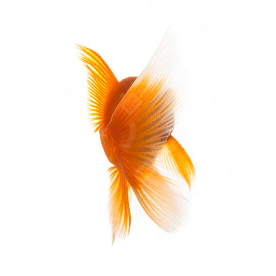 gold fish from behind  : Stock Photo or Stock Video Download rcfotostock photos, images and assets rcfotostock | RC Photo Stock.: