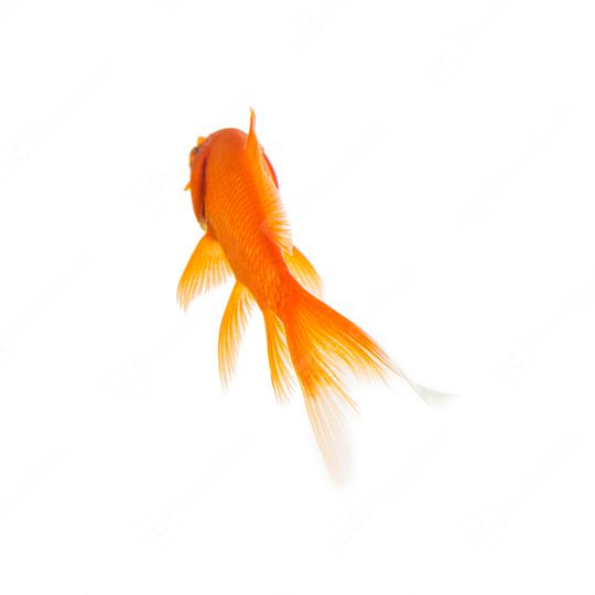 Gold fish from the rear  : Stock Photo or Stock Video Download rcfotostock photos, images and assets rcfotostock | RC Photo Stock.: