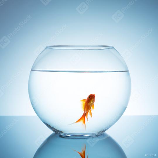 Gold fish in a fishbowl  : Stock Photo or Stock Video Download rcfotostock photos, images and assets rcfotostock | RC-Photo-Stock.: