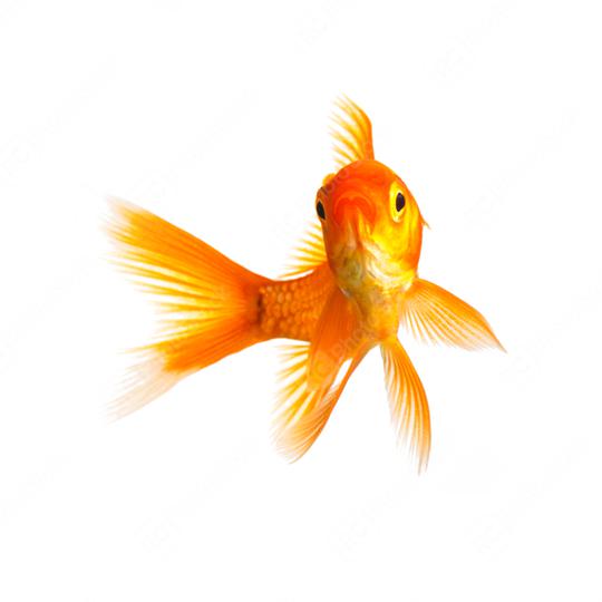 gold fish isolated on white  : Stock Photo or Stock Video Download rcfotostock photos, images and assets rcfotostock | RC Photo Stock.: