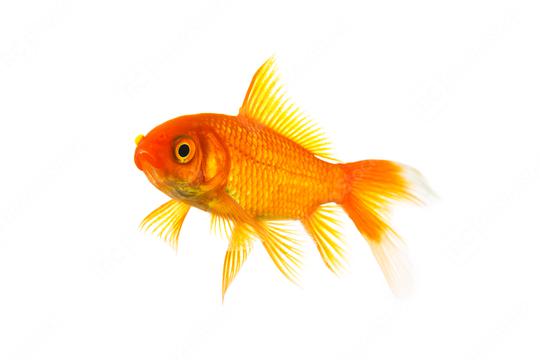 Gold fish isolated on white  : Stock Photo or Stock Video Download rcfotostock photos, images and assets rcfotostock | RC Photo Stock.: