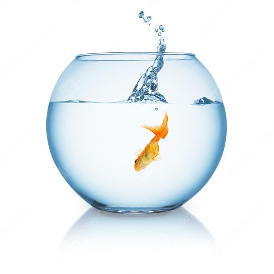 gold fish jumping in to a fishbowl  : Stock Photo or Stock Video Download rcfotostock photos, images and assets rcfotostock | RC Photo Stock.: