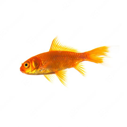 Gold fish on white  : Stock Photo or Stock Video Download rcfotostock photos, images and assets rcfotostock | RC Photo Stock.: