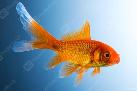 Gold fish underwater  : Stock Photo or Stock Video Download rcfotostock photos, images and assets rcfotostock | RC Photo Stock.: