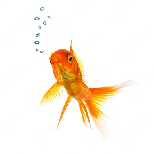 Gold fish with air bubbels  : Stock Photo or Stock Video Download rcfotostock photos, images and assets rcfotostock | RC Photo Stock.: