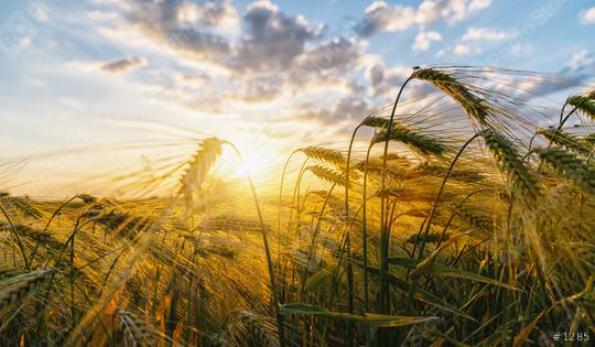 Gold Wheat flied panorama with tree at sunset   : Stock Photo or Stock Video Download rcfotostock photos, images and assets rcfotostock | RC Photo Stock.: