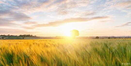 Gold Wheat flied panorama with tree at sunset with clouds, rural countryside  : Stock Photo or Stock Video Download rcfotostock photos, images and assets rcfotostock | RC Photo Stock.: