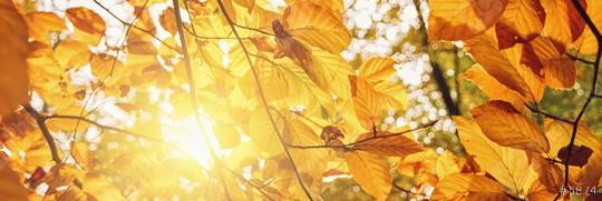 Golden autumn scene banner in a park, with colorful leaves, and explosive sunlight  : Stock Photo or Stock Video Download rcfotostock photos, images and assets rcfotostock | RC Photo Stock.: