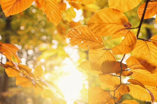Golden autumn scene in the forest with orange leaves against the sun shining through the trees  : Stock Photo or Stock Video Download rcfotostock photos, images and assets rcfotostock | RC Photo Stock.: