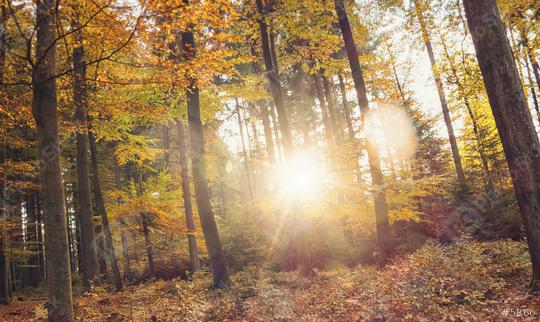 Golden autumn scene in the forest with sun shining exposiv through the trees  : Stock Photo or Stock Video Download rcfotostock photos, images and assets rcfotostock | RC Photo Stock.: