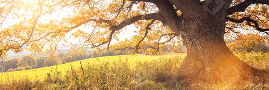 Golden autumn sun light falls through a oak tree, panorama  : Stock Photo or Stock Video Download rcfotostock photos, images and assets rcfotostock | RC Photo Stock.: