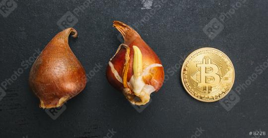 Golden Bitcoin Coin with Tulip bulbs -Tulip mania Financial crisis concept image  : Stock Photo or Stock Video Download rcfotostock photos, images and assets rcfotostock | RC Photo Stock.: