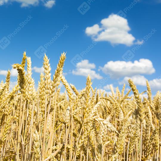 golden Cornfield agriculture landscape with blue cloudy sky in s  : Stock Photo or Stock Video Download rcfotostock photos, images and assets rcfotostock | RC Photo Stock.: