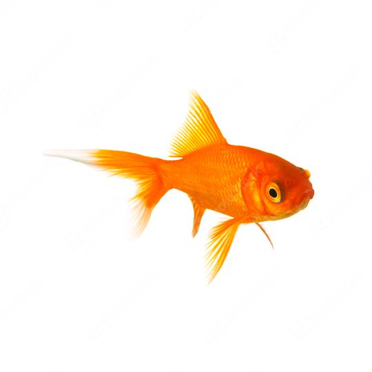 Golden goldfish  : Stock Photo or Stock Video Download rcfotostock photos, images and assets rcfotostock | RC Photo Stock.: