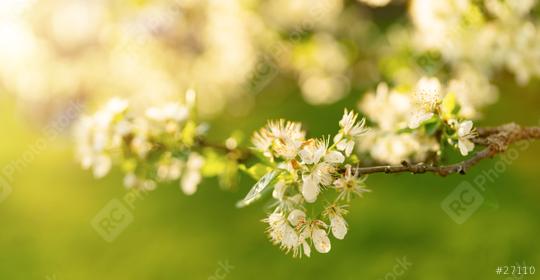 Golden sunlight illuminating white apple blossoms on a branch, with a soft green background  : Stock Photo or Stock Video Download rcfotostock photos, images and assets rcfotostock | RC Photo Stock.: