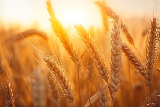 Golden wheat close-up against the sunset
  : Stock Photo or Stock Video Download rcfotostock photos, images and assets rcfotostock | RC Photo Stock.: