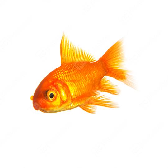 Goldfisch  : Stock Photo or Stock Video Download rcfotostock photos, images and assets rcfotostock | RC Photo Stock.: